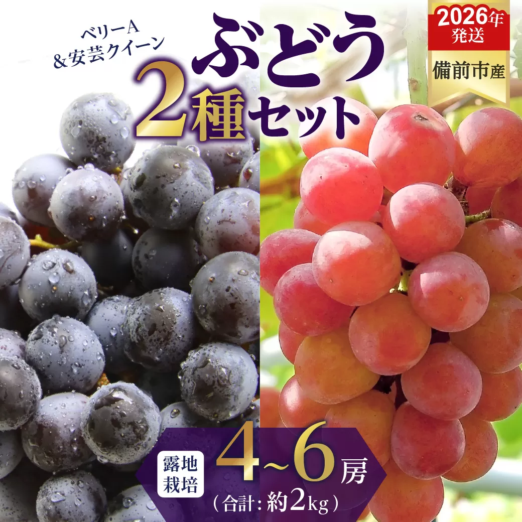 【2026年発送分　先行受付開始！】びぜん葡萄「ベリーA」「安芸クイーン」2種セット（露地栽培）約2kg（令和8年9月上旬～9月中旬頃発送）【 岡山県備前市産 ベリーＡ 安芸クイーン 露地栽培 約2kg 樹上完熟 】