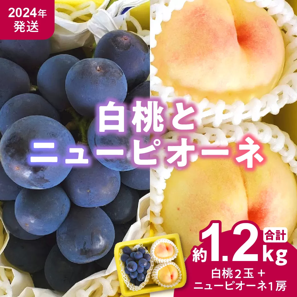 【2024年発送分 先行受付スタート！】岡山県産 白桃とニューピオーネのセット（令和６年7月以降発送）くだもの フルーツ ぶどう 葡萄 もも