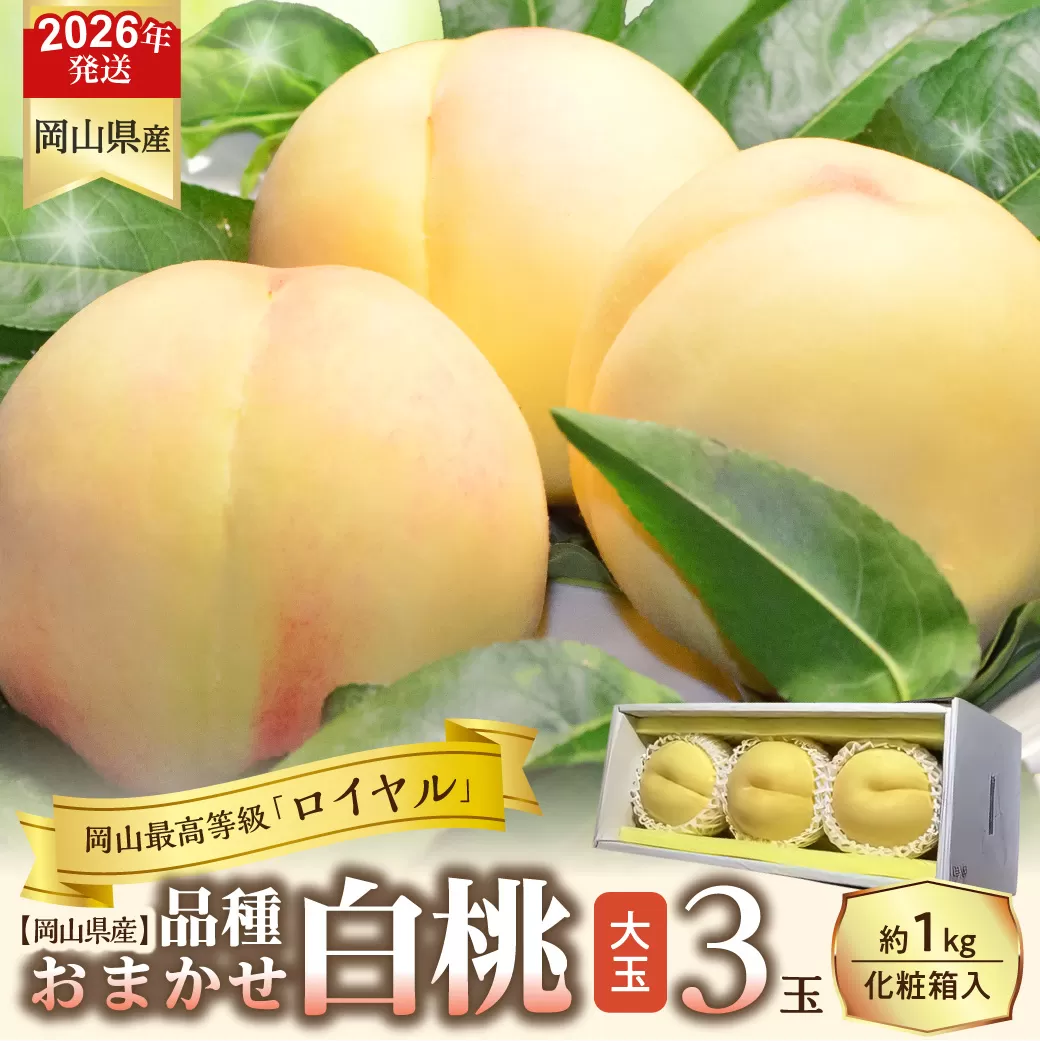 【令和８年発送分】岡山県産 白桃「ロイヤル」大玉3玉（令和8年7月から8月頃発送）【 岡山県産 白桃 大玉 ロイヤル 晴れの国おかやま 】