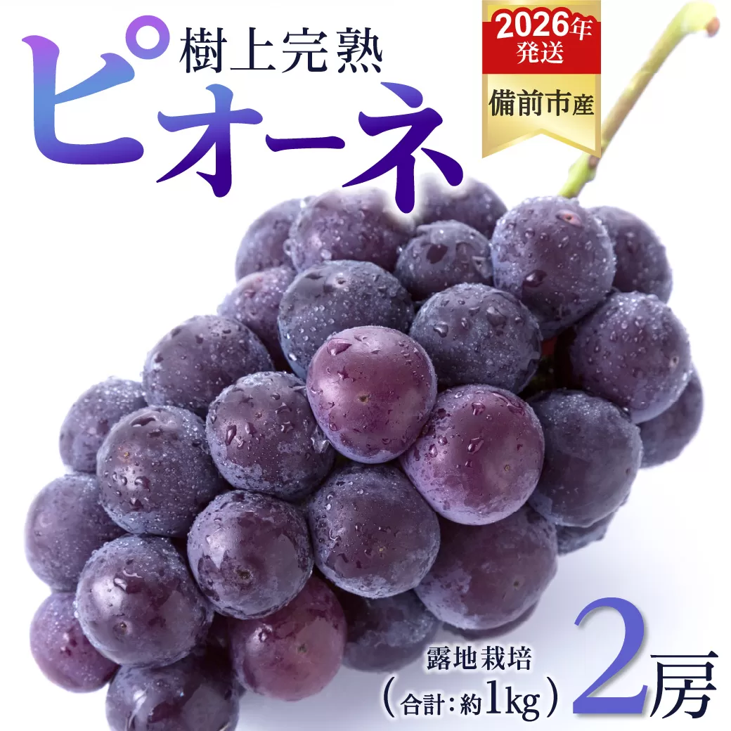 【2026年発送分　先行受付開始！】びぜん葡萄「ピオーネ」（露地栽培）2房入（令和8年8月中旬～9月中旬頃発送）【 岡山県備前市産 ピオーネ 露地栽培 2房 樹上完熟 】