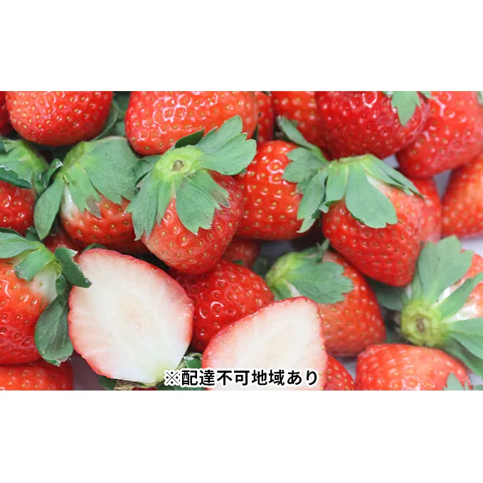 【ご家庭用】岡山県里庄町産いちご さがほのか 約2.0kg