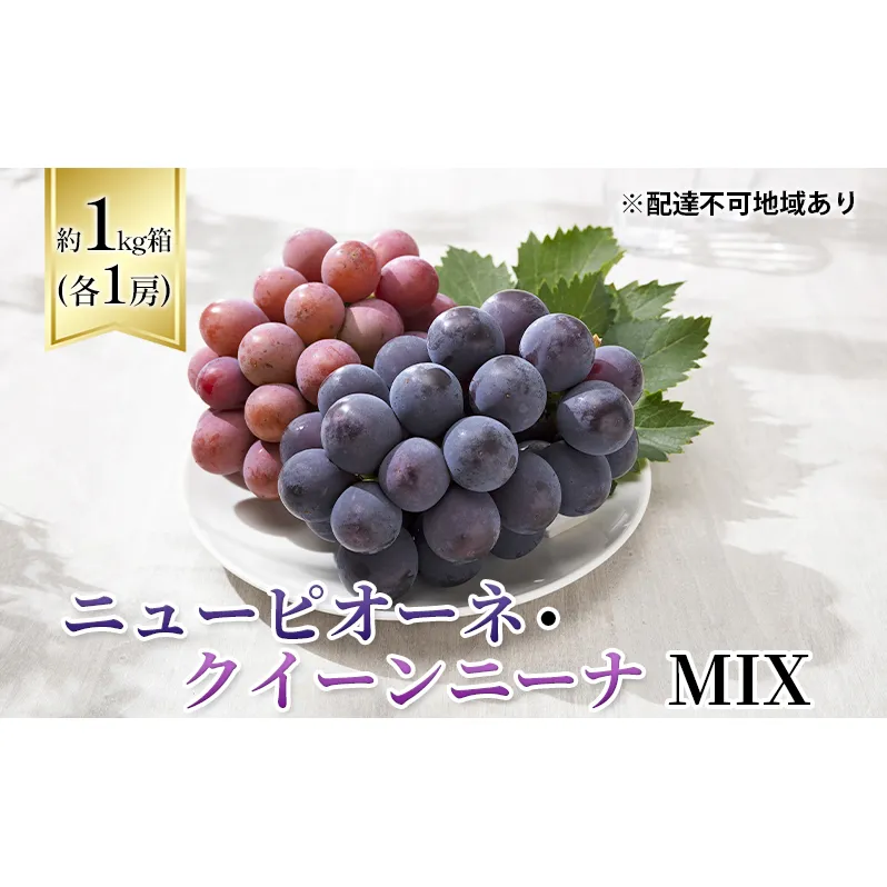 ぶどう 2024年 先行予約 ニューピオーネ ・ クイーンニーナ MIX 1kg箱（各1房） 葡萄 ブドウ 岡山県産 フルーツ 果物