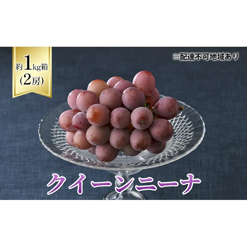 ぶどう 2024年 先行予約 クイーンニーナ 1kg箱（2房） 葡萄 ブドウ 岡山県産 フルーツ 果物