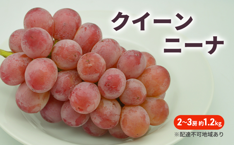 終了 悪魔のぶどう しぶい 山梨県産クイーンニーナ1.9kg