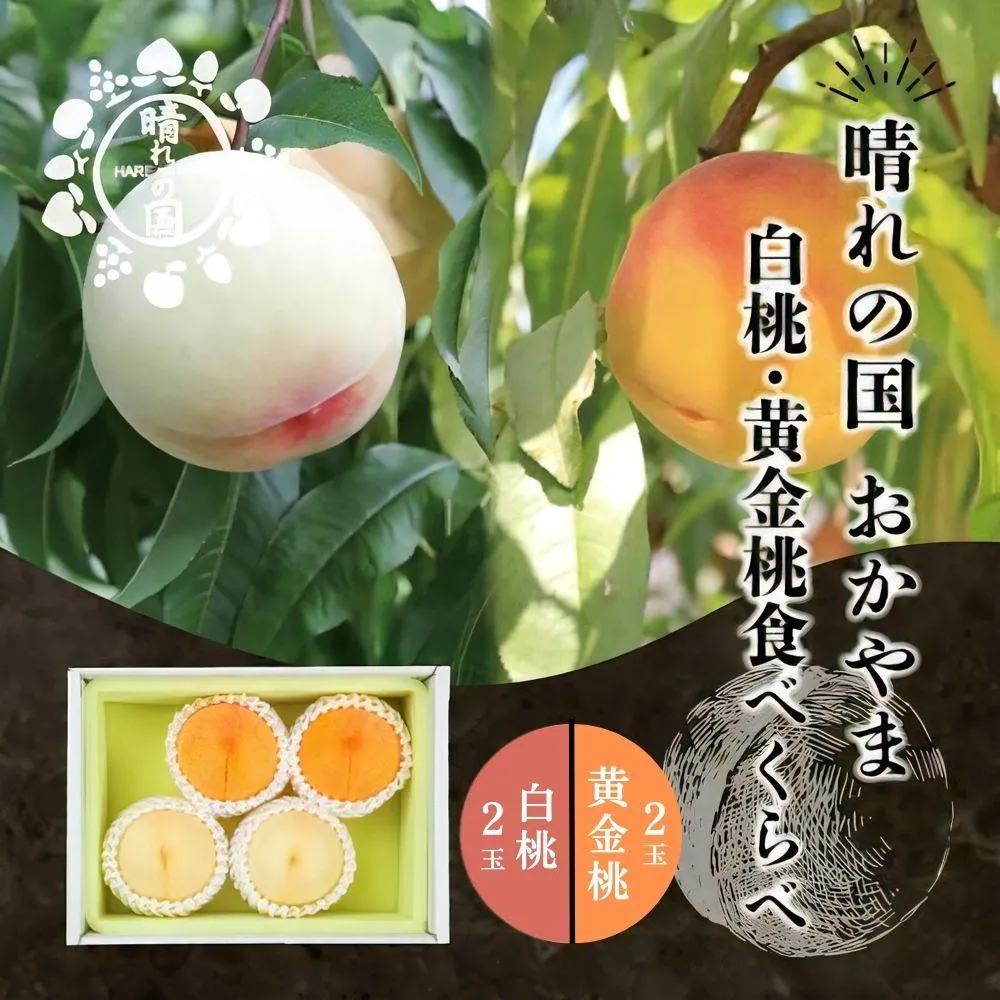 【先行予約】晴れの国おかやま 白桃・黄金桃食べ比べ４玉【8月下旬～9月上旬発送】【021-a024】桃 もも モモ はくとう おうごんとう フルーツ 果物 朝採り旬 岡山県産 産地直送 産直 送料無料 鏡野町