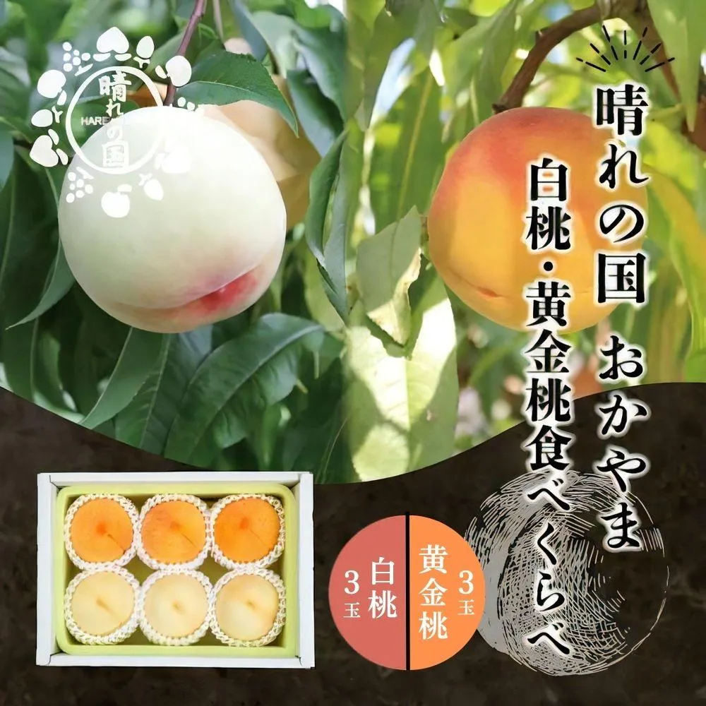 【先行予約】晴れの国おかやま 白桃・黄金桃食べ比べ6玉【8月下旬～9月上旬発送】【021-a025】桃 もも モモ はくとう おうごんとう フルーツ 果物 朝採り旬 岡山県産 産地直送 産直 送料無料 鏡野町