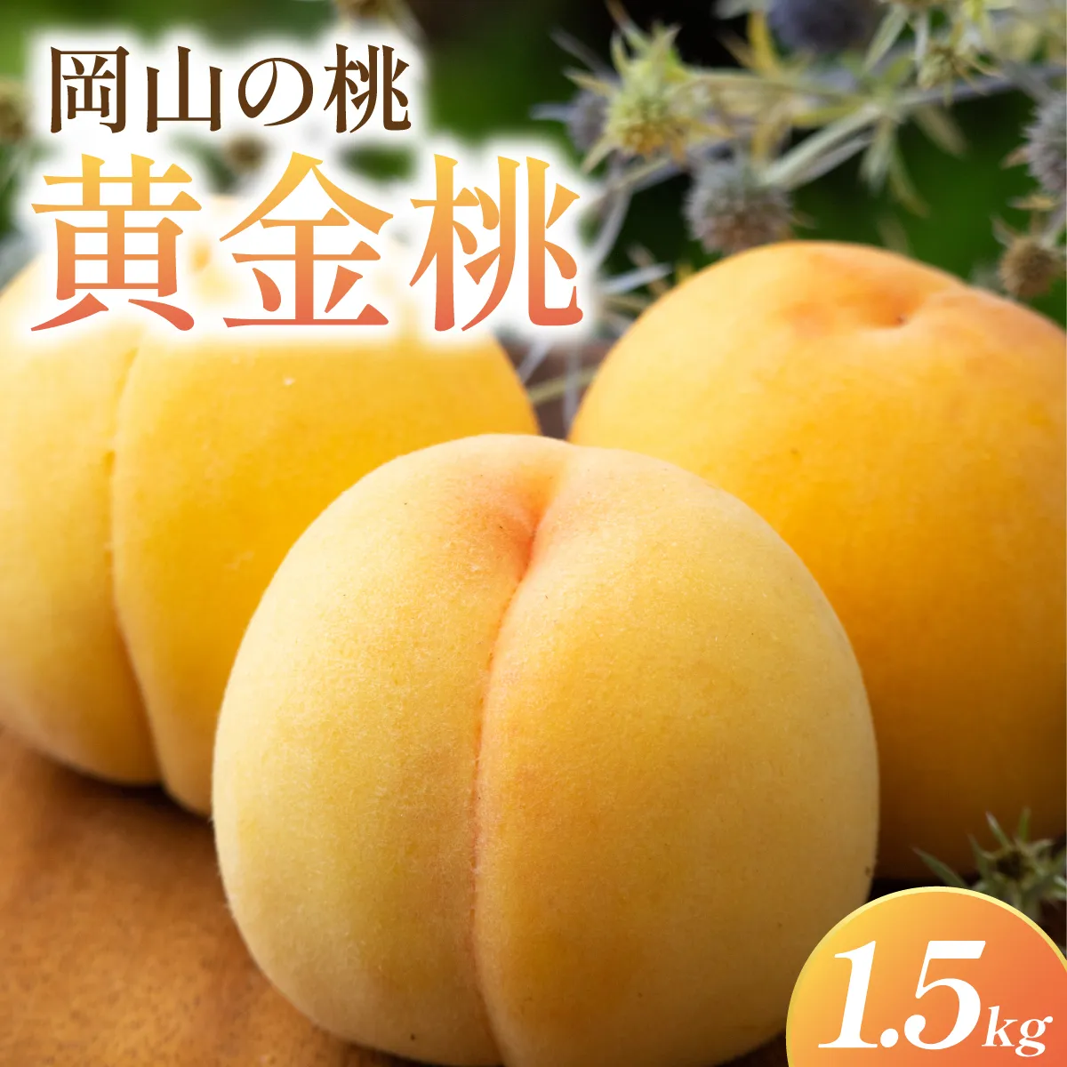 岡山県産・マンゴーの様な黄色い桃・黄金桃 1.5kg箱
