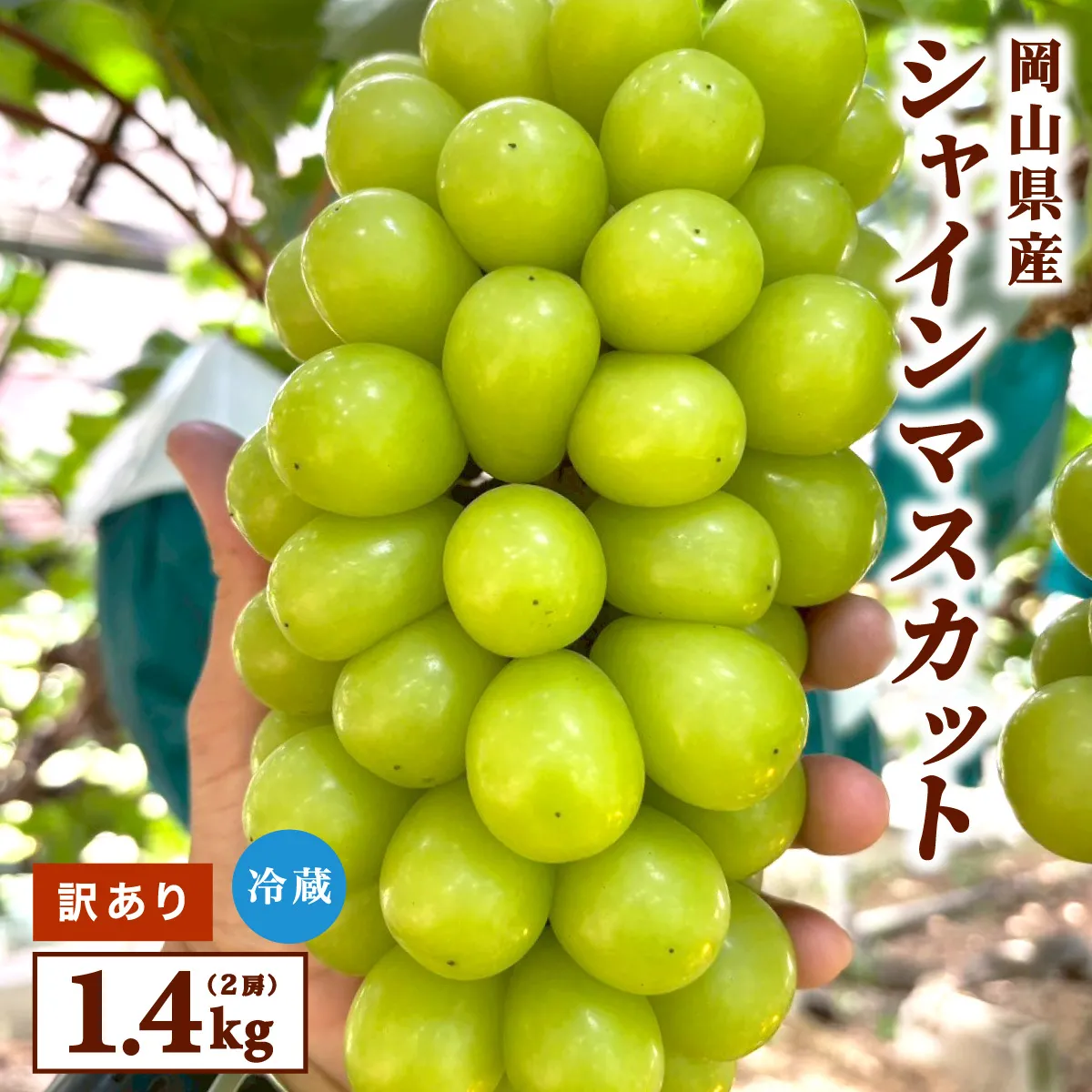 【訳あり】2026年9月発送 岡山県産 シャインマスカット 1.4kg