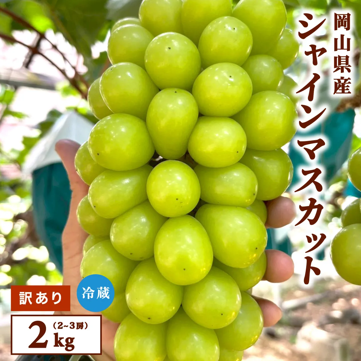 【訳あり】2026年9月発送 岡山県産 シャインマスカット 2kg