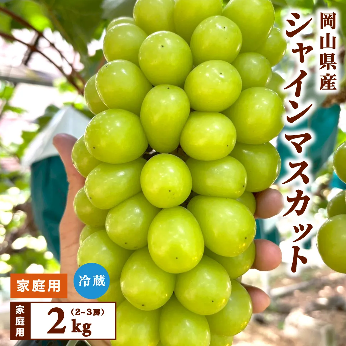 【家庭用】2026年9月発送 岡山県産 シャインマスカット 2kg