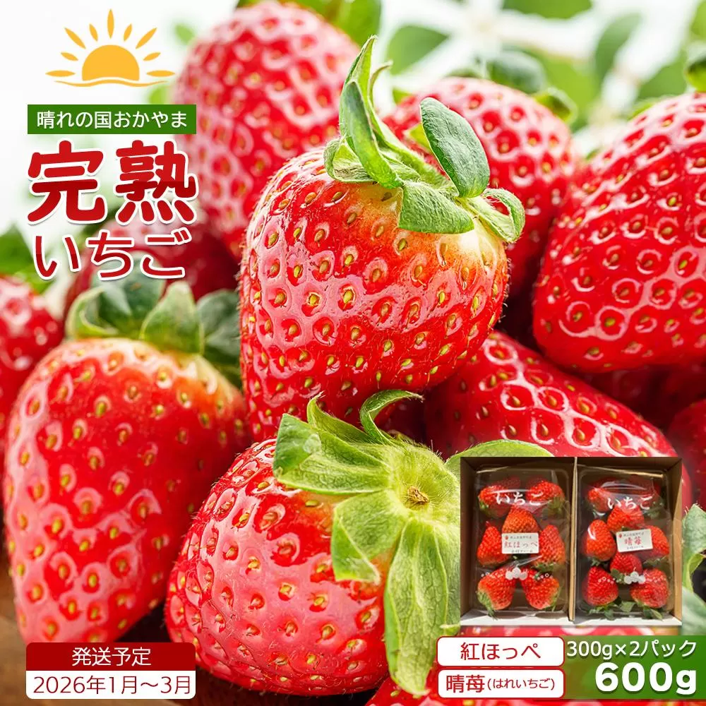 鏡野町産 朝採れ！旬の完熟いちご 300g×2パック＜2026年1月〜3月発送＞【038-a003】