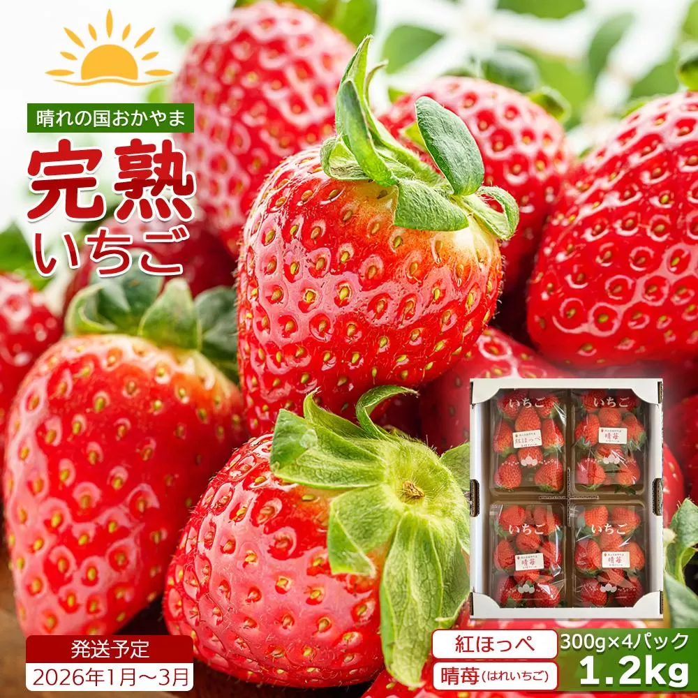 鏡野町産 朝採れ!旬の完熟いちご 300g×4パック<2026年1月〜3月発送>【038-a004】