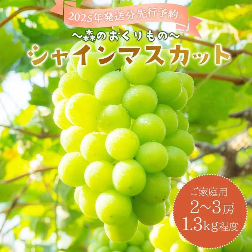 2025年発送分 先行予約<~森のおくりもの~>朝採り直送!シャインマスカット 1.3kg程度2~3房(ご家庭用)【025-a029】