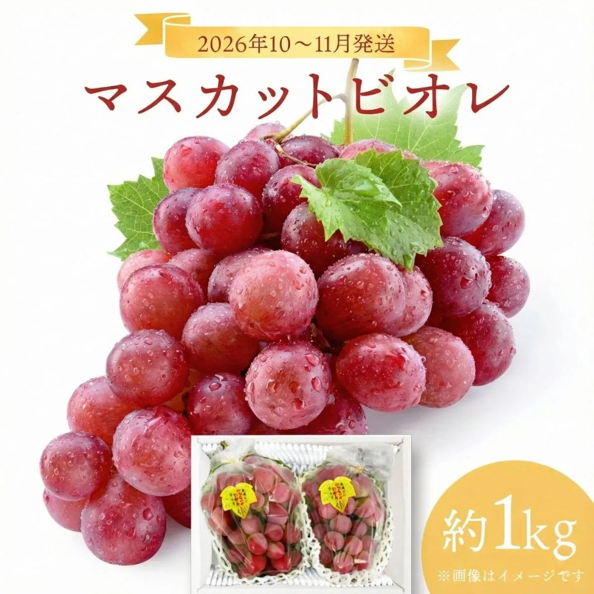 ＜2026年発送分 先行予約＞10月～11月発送お土産マスカットビオレ1kg箱【029-a009】