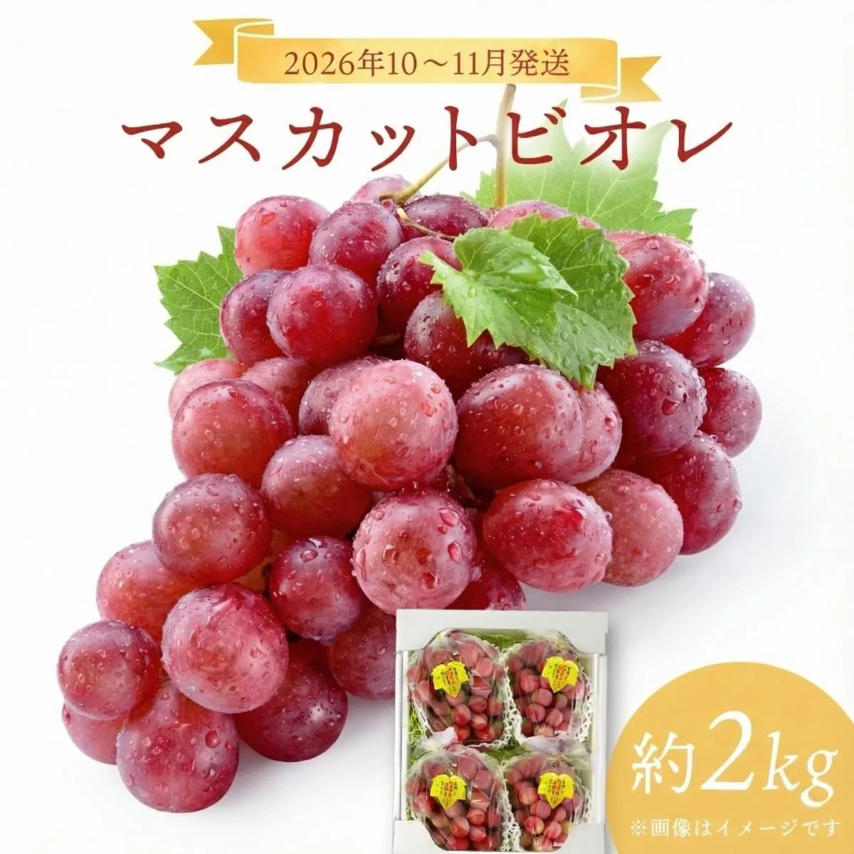 ＜2026年発送分 先行予約＞10月～11月発送お土産マスカットビオレ2kg箱【029-a010】