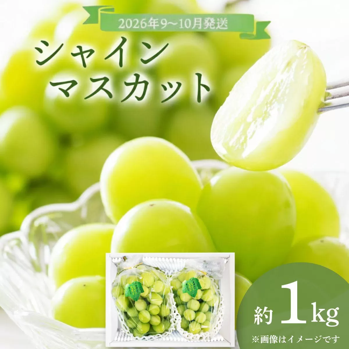 ＜2026年発送分 先行予約＞9月～10月発送お土産シャインマスカット1kg箱【029-a011】