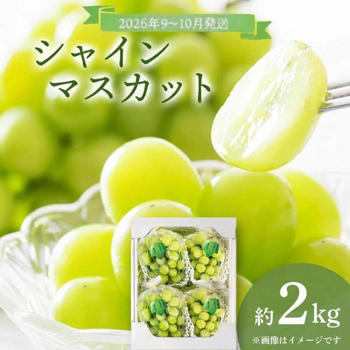 ＜2026年発送分 先行予約＞9月～10月発送お土産シャインマスカット2kg箱【029-a012】