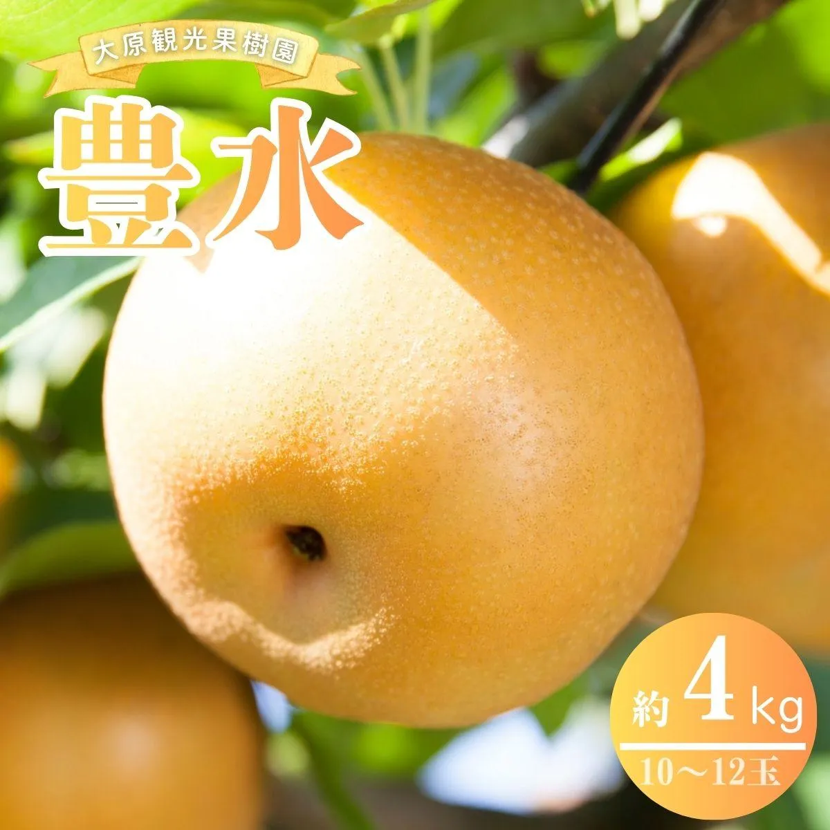 【2026年先行予約】［大原観光果樹園］岡山県産 旬の梨（豊水）（約4kg 10～12玉）【026-a022】