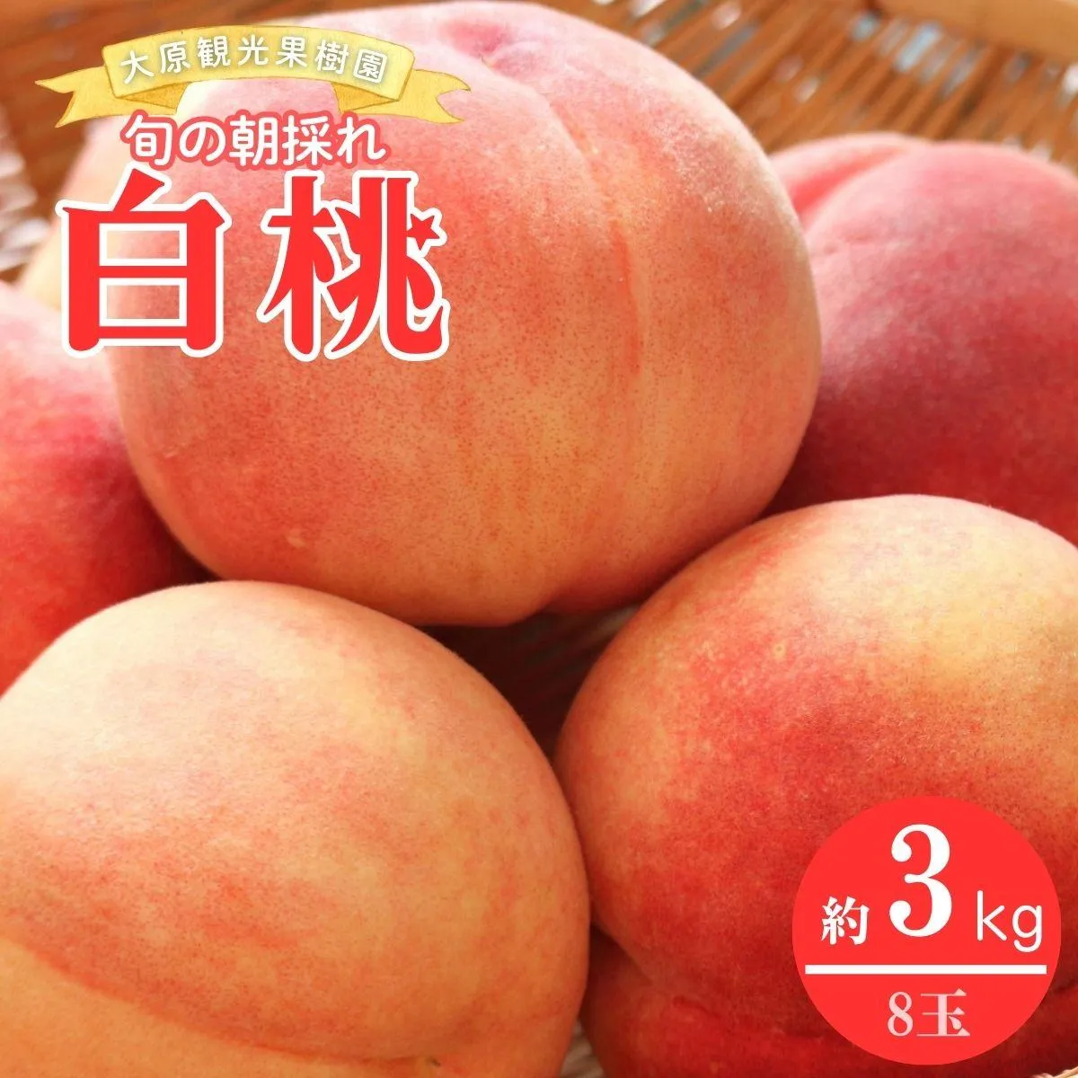 【2026年先行予約】［大原観光果樹園］岡山県産 旬の朝採れ白桃 1箱（約3kg 8玉）桃 もも モモ はくとう フルーツ 果物 朝採り旬 岡山県産 産地直送 産直 送料無料 鏡野町【026-a020】