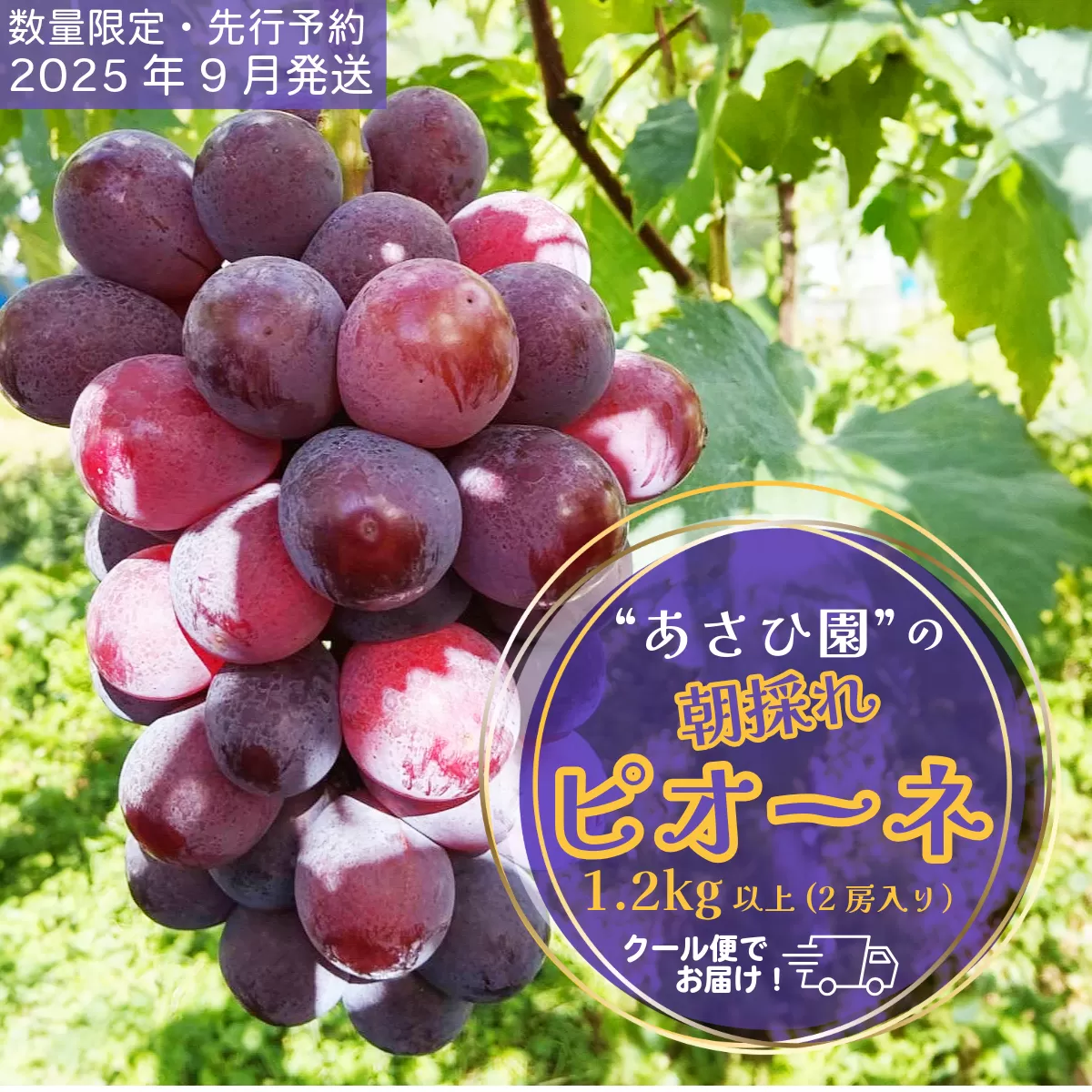 【2025年先行予約】［あさひ園］の朝採れピオーネ 1.2kg以上（2房入り）