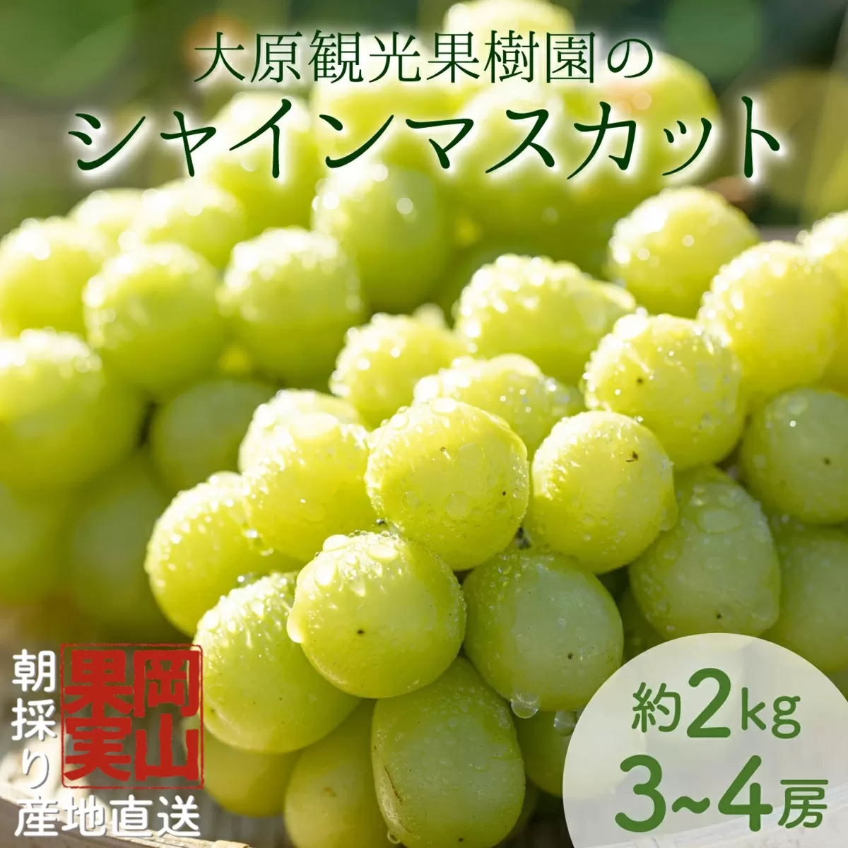 【2025年先行予約】［大原観光果樹園］シャインマスカット 3～4房（約2kg）化粧箱入り【026-a015】
