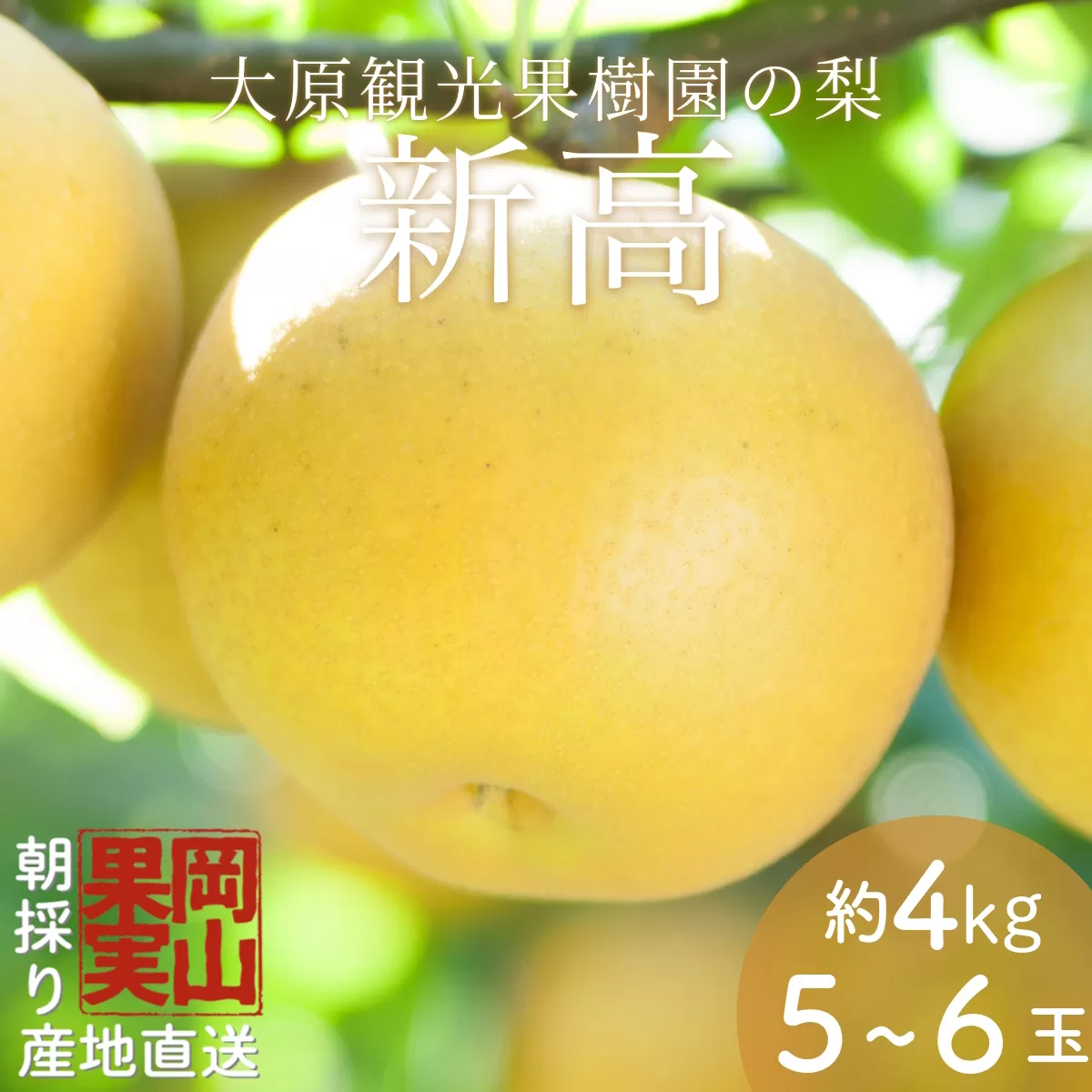 【2025年先行予約】［大原観光果樹園］岡山県産 旬の梨（新高）（約4kg ５～６玉）【026-a023】