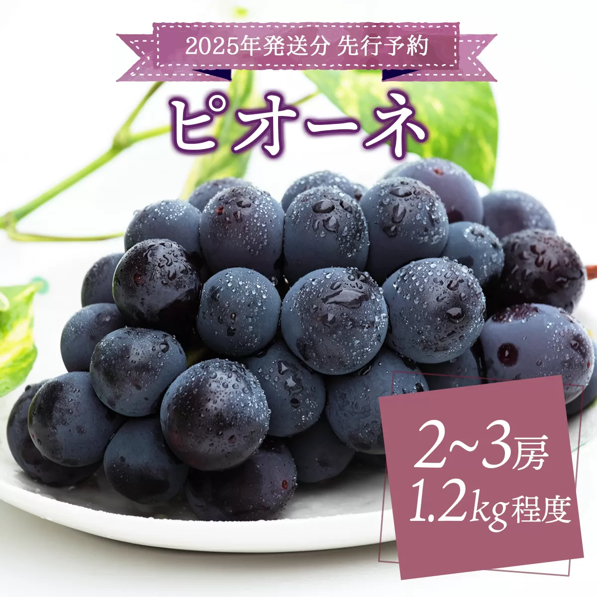 ＜2025年発送分 先行予約＞ピオーネ 1.2kg以上（2〜3房）【025-a022】