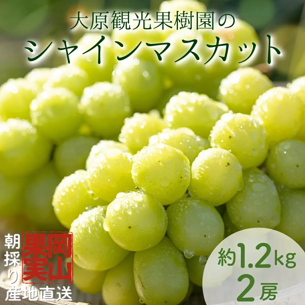 【2025年先行予約】［大原観光果樹園］シャインマスカット 2房（約1.2kg）【026-a014】