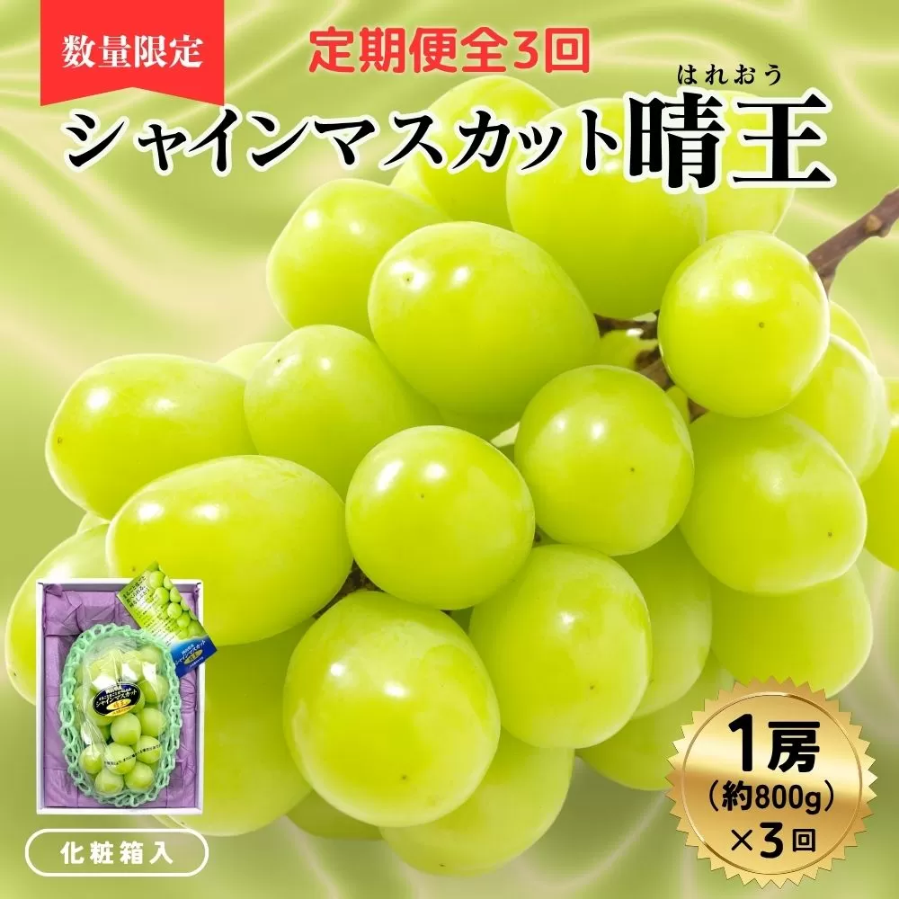 ＜定期便全3回＞シャインマスカット晴王1房800ｇ化粧箱入　3回コース