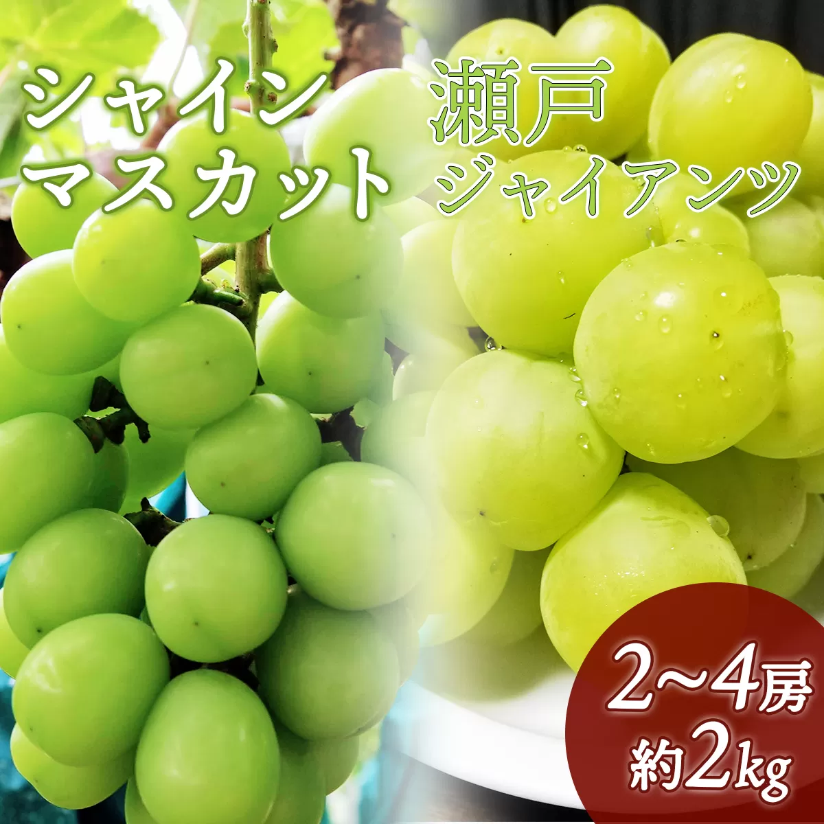 【数量限定】鏡野町産 瀬戸ジャイアンツ＆シャインマスカットセット 2kg（2～4房）