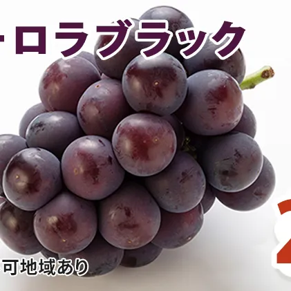 オーロラブラック 2kg ぶどう 葡萄 フルーツ 果物 岡山県 岡山県産 2024年 先行予約