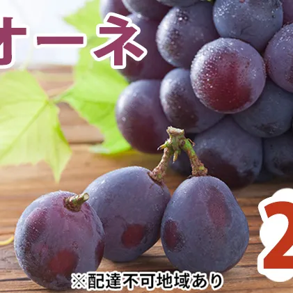 ピオーネ 2kg  早採れ（ハウス栽培） ぶどう 葡萄 フルーツ 果物 岡山県 岡山県産 2024年 先行予約