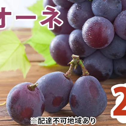 ピオーネ 2kg  （並） ぶどう 葡萄 フルーツ 果物 岡山県 岡山県産 2024年 先行予約