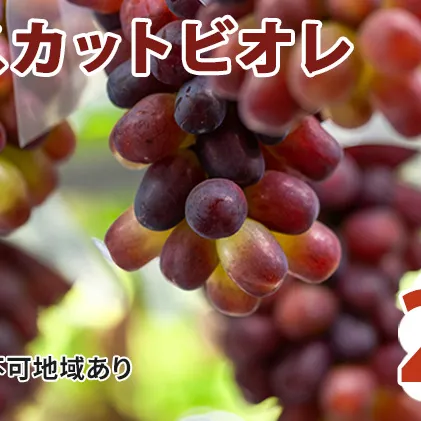 マスカット ビオレ 2kg ぶどう 葡萄 フルーツ 果物 岡山県 岡山県産 2024年 先行予約