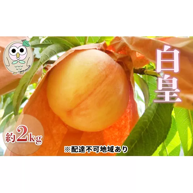 桃 白桃 白皇 約2kg 5～8玉 もも フルーツ 果物 岡山 美咲町産