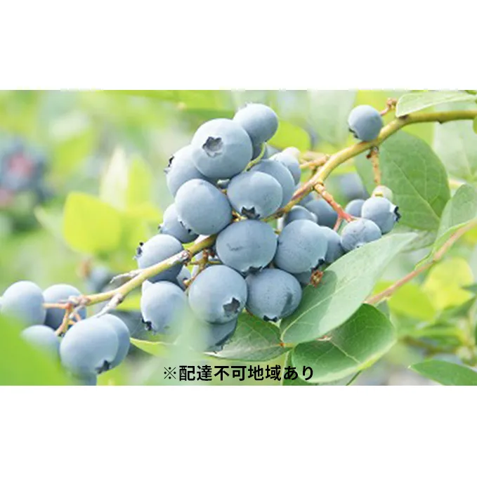 アクア ブルーベリー（約500g×2パック） フルーツ 果物 岡山県 美咲町産 2024年 先行予約