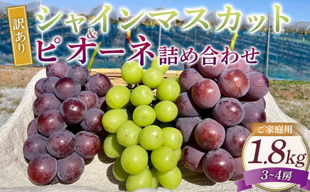 訳あり シャインマスカットとピオーネ 詰合せ 3～4房 計約1.8kg ご家庭用 【2025年10月上旬～12月上旬発送予定】 ／ マスカット ピオーネ 葡萄 ブドウ 種無し 種なし