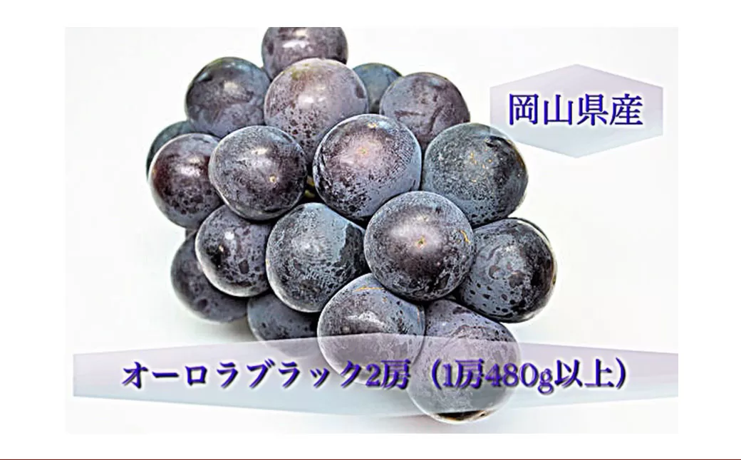 オーロラブラック 2房 （1房480g以上） 化粧箱入り 【2025年8月下旬～9月下旬まで発送予定】 ／ 葡萄 ぶどう 果物 果実 フルーツ 岡山県 美咲町 冷蔵