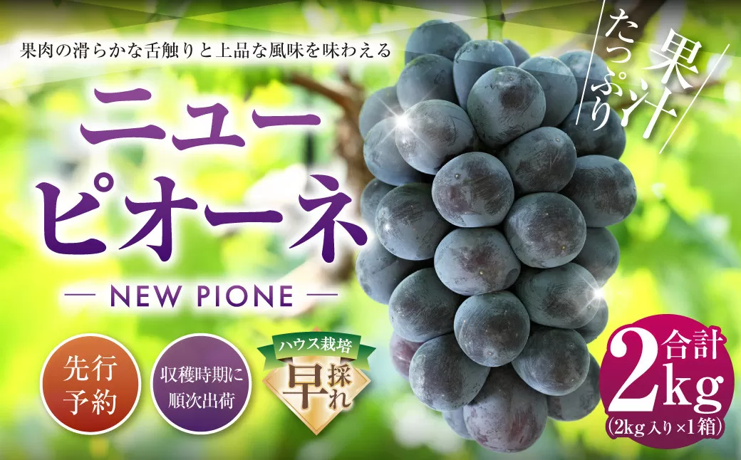 ニューピオーネ 2kg 早採れ（ハウス栽培） ぶどう 葡萄 フルーツ 果物 岡山県 岡山県産 2025年 先行予約 【2025年7月上旬-7月下旬発送予定】