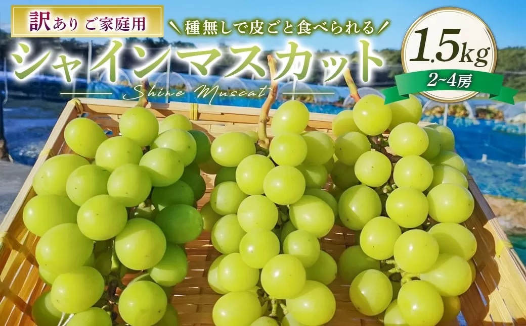訳あり シャインマスカット 2～4房 計約1.5kg ご家庭用 【2025年10月上旬～12月上旬発送予定】 ／ マスカット 葡萄 ブドウ 種無し 種なし