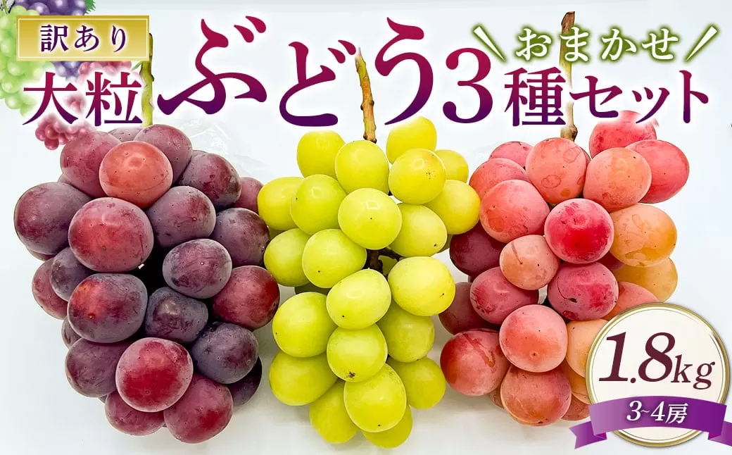 訳あり 大粒 ぶどう 3種 セット 3～4房 計約1.8kg シャインマスカット・ピオーネ等 おまかせ 【2025年10月上旬～12月上旬発送予定】 ／  マスカット ピオーネ 葡萄 ブドウ 種無し 種なし