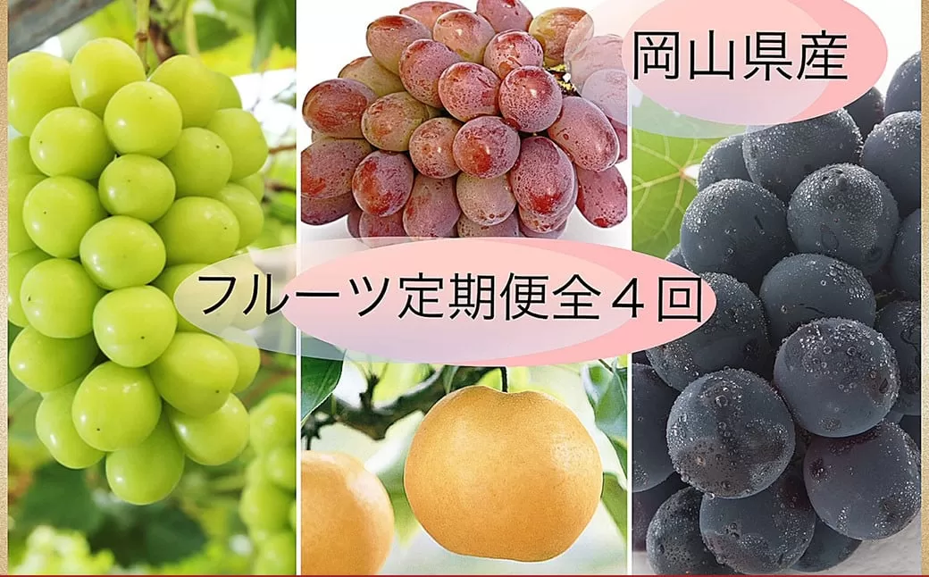 【果物定期便4回】 （ニューピオーネ ・ 晴王 ・ 紫苑 ・ あたご梨） 【2025年9月上旬より発送開始】 ／ 4回 葡萄 ぶどう マスカット シャインマスカット 梨 なし 果物 果実 フルーツ 旬 定期便 岡山県 美咲町 冷蔵 常温