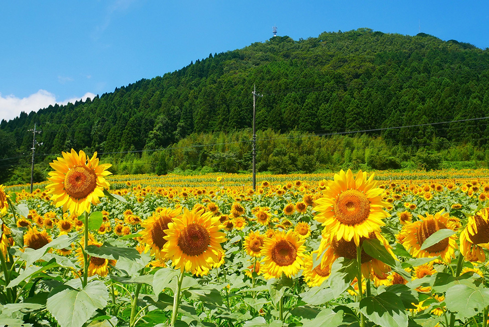 一面に広がる圧巻のひまわり畑