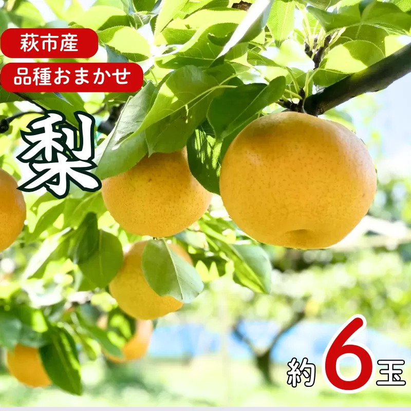 梨 詰め合わせ 先行予約 約6玉 小川梨 季節の品種 萩産｜HG000202