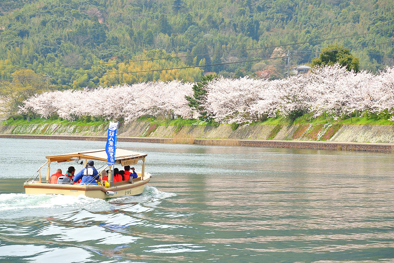 川面から望む桜と甘い香り漂う夏みかんの花