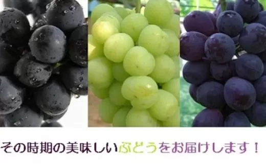 小川ぶどう セット (萩産)  500g｜HG000198
