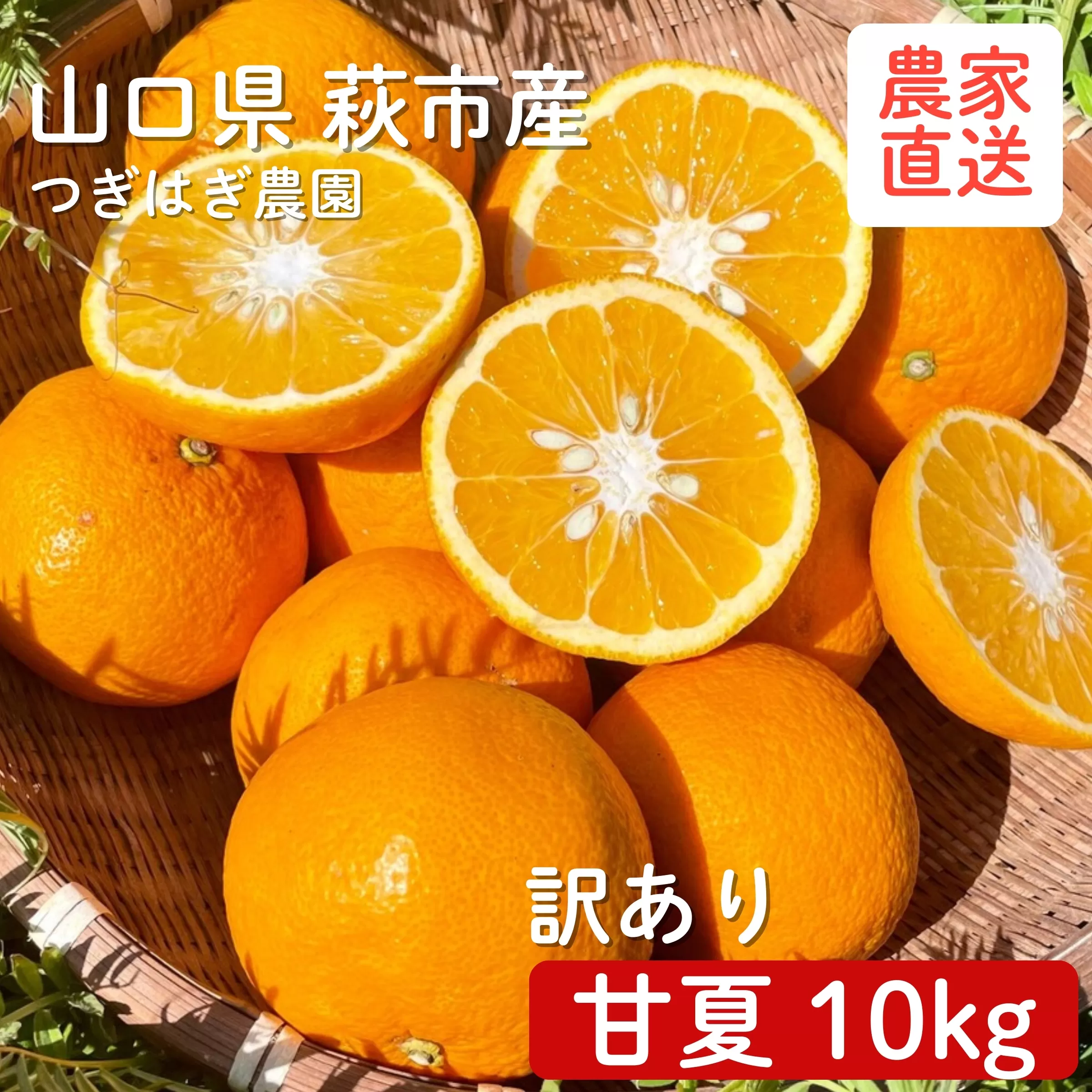 みかん 甘夏 10kg  『つぎはぎ農園日記』セット 果物 柑橘 ミカン フルーツ｜HG000879