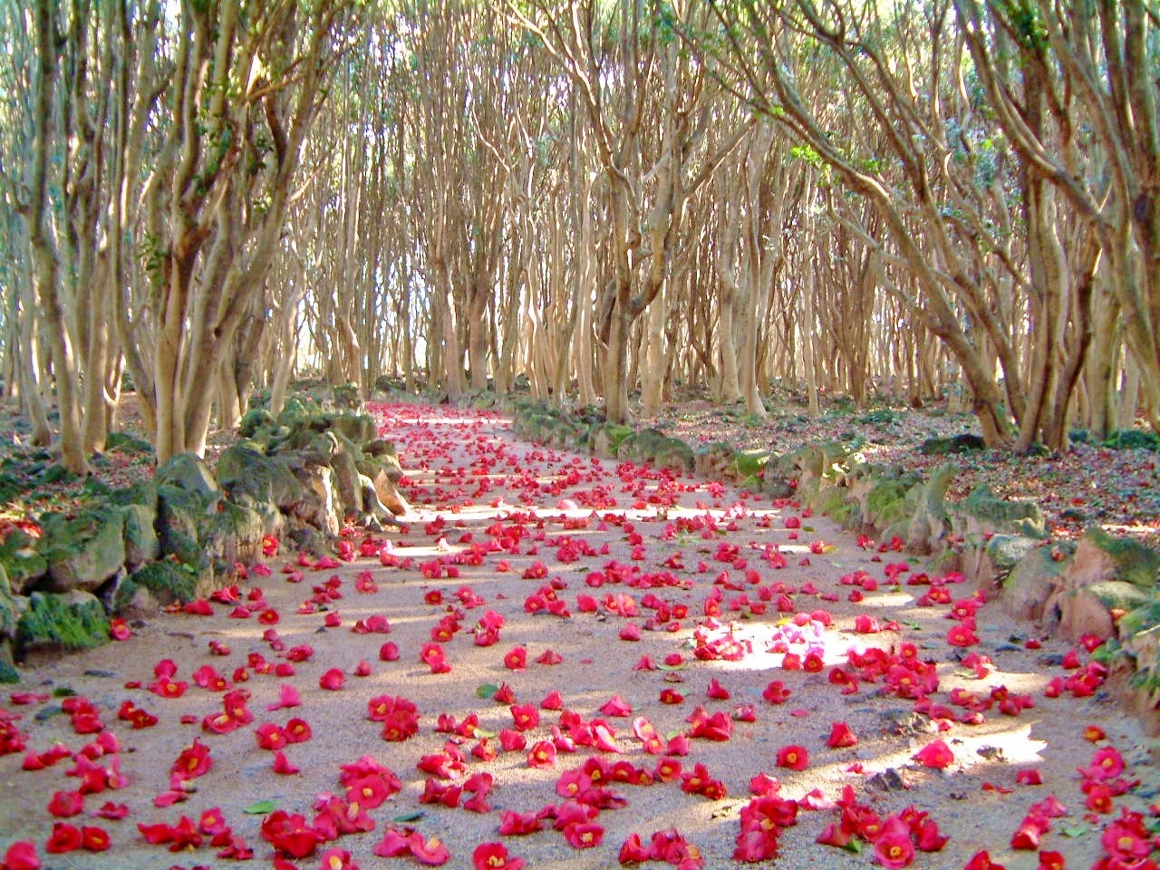 冬の景色に彩りを添える椿の花