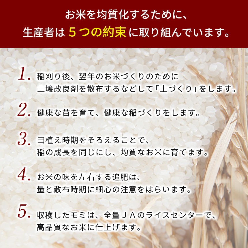 金太郎飴生産米 きぬむすめ 山口美祢産｜山口県美祢市｜美祢市