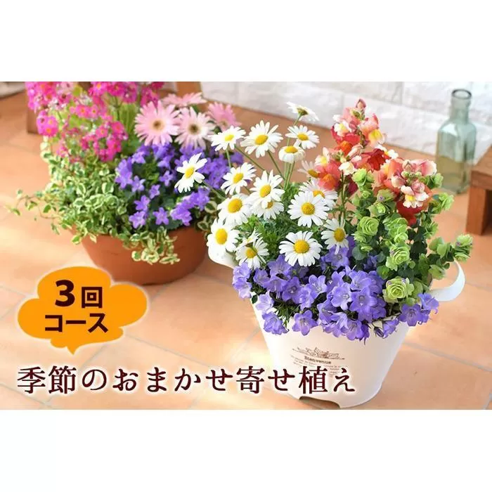 【定期便全3回】季節のお花 寄せ植え 3回コース